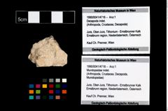 Foto (Objekt + Etikett) von Mundopsidae indet.  (NHMW-GEO-1990-0041-4718)
